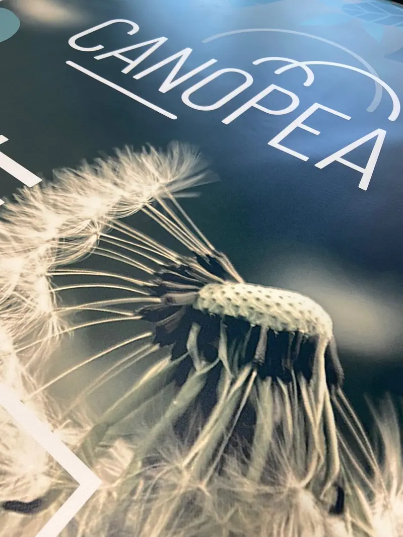 Large-format Canopea print with a dandelion close-up